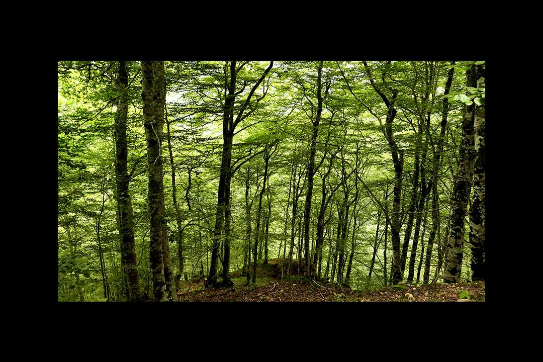 Trees Trees